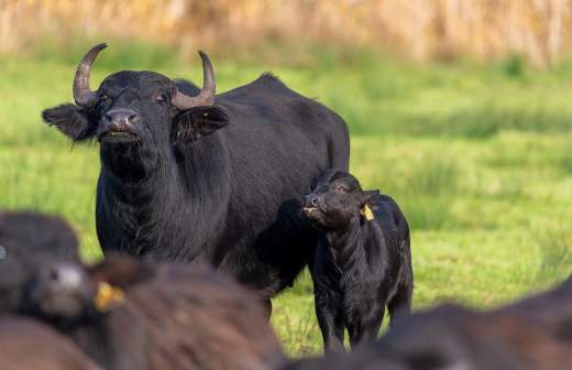 Лавров и глава индийского МИДа обсудили подготовку к грядущему саммиту РФ и Индии
Лавров и глава индийского МИДа обсудили подготовку к грядущему саммиту РФ и Индии