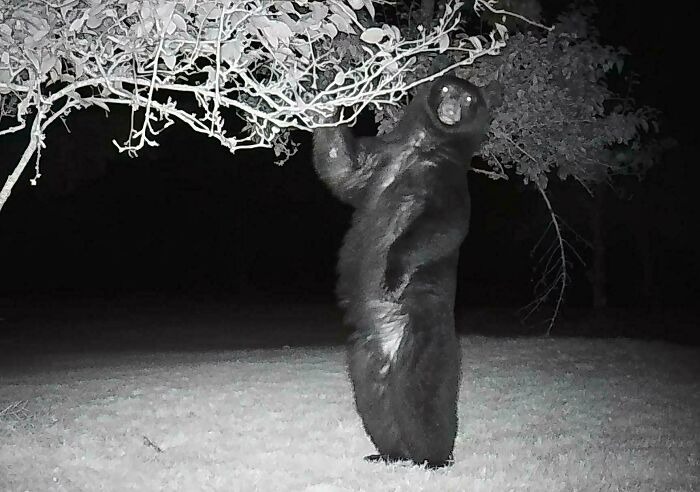Вы заметили? 14 забавных кадров с животными, которые случайно попали в фотоловушки