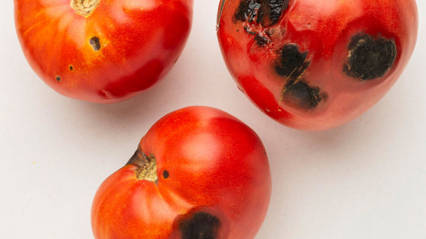 Выбросить нельзя есть: врач предупредил о скрытой опасности плесени на продуктах