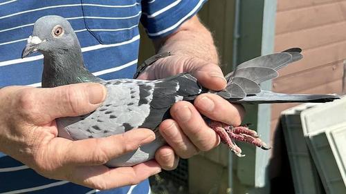 Китаец заплатил 400 тысяч евро за бельгийского почтового голубя Китаец заплатил 400 тысяч евро за бельгийского почтового голубя