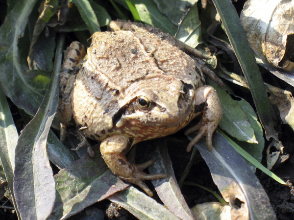 Россиянин едва не пострадал, пытаясь спасти жабу от гадюки